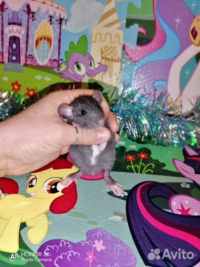 Дамбо крысята. Клетки. Доставка. Крыса