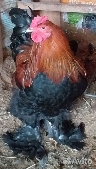 Петухи Брама,Кохинхин, Ухейиллюй,Китайская шёлк