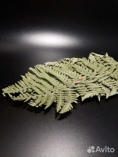 Папоротник лесной