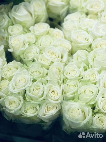 Букеты из 101 розы, 51 розы, 25 роз с доставкой