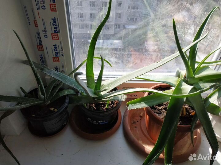 Алоэ лечебный