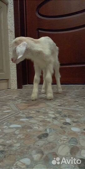 Продам козье молоко в Таганроге