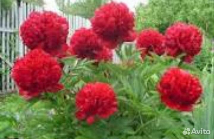 Пионы саженцы