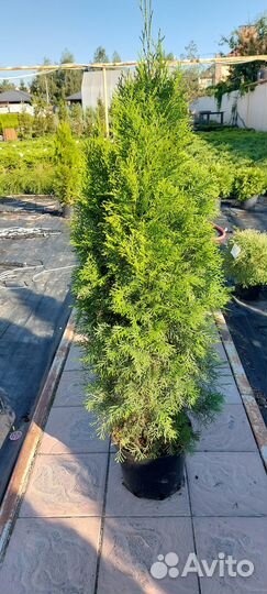 Туя Смарагд