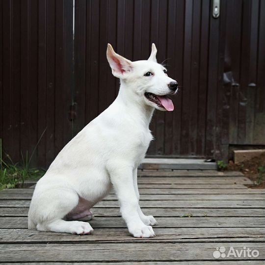 Щенок в добрые руки