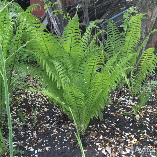 Хоста,лилейник,папортник