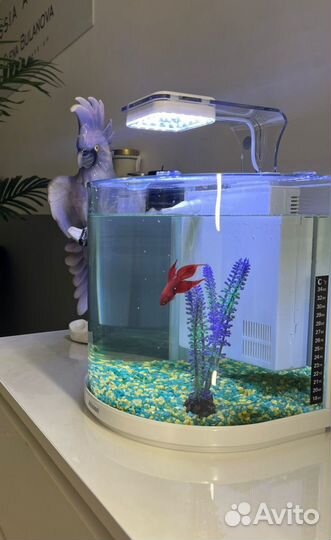 Аквариум с фильтром и светом