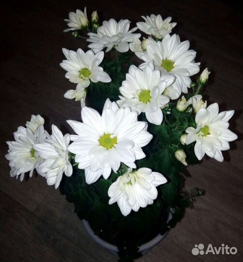 Хризантема