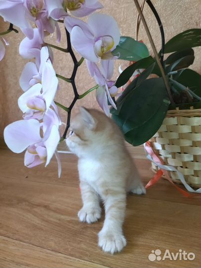 Британские котята