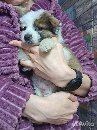 Щенок в добрые руки