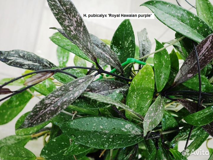 Хойя pubicalyx 'Royal Hawaian purple