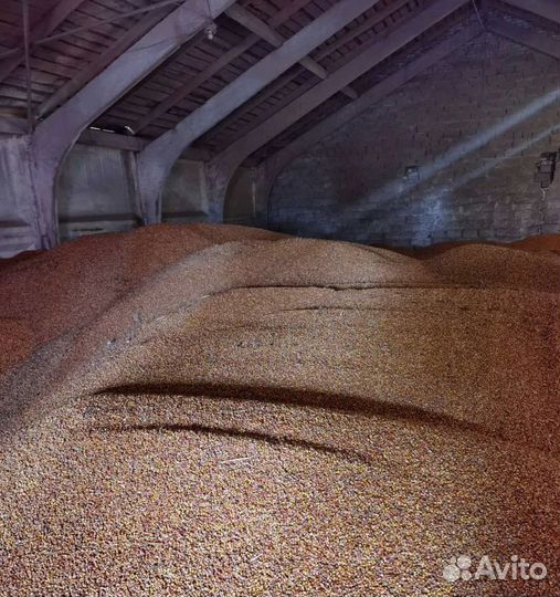 Фуражная кукуруза, Фуражная пшеница корма