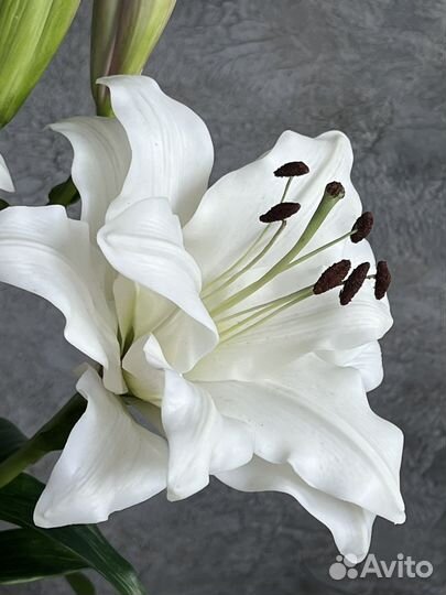 Цветы из холодного фарфора