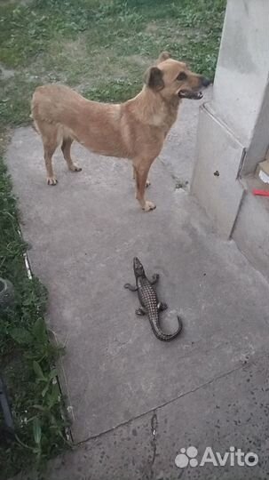 Нужен дом, собаки вывезены из под обстрелов