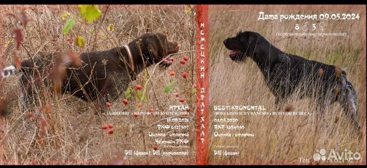 Щенки немецкой жесткошерстной легавой Дратхаар