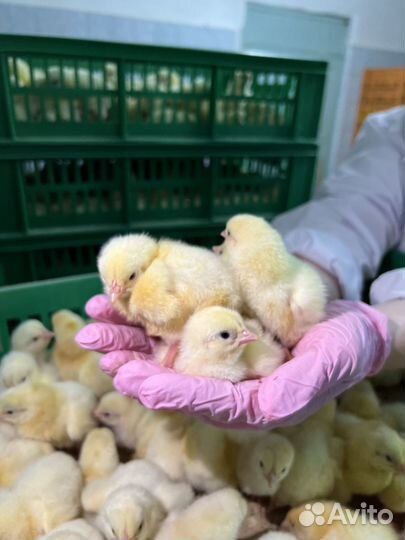 Суточные цыплята бройлеры Ross-308 и Cobb-500