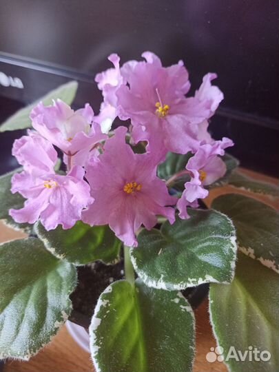 Фиалки цветущие в горшке