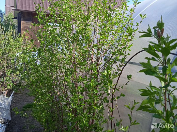 Кусты вишни