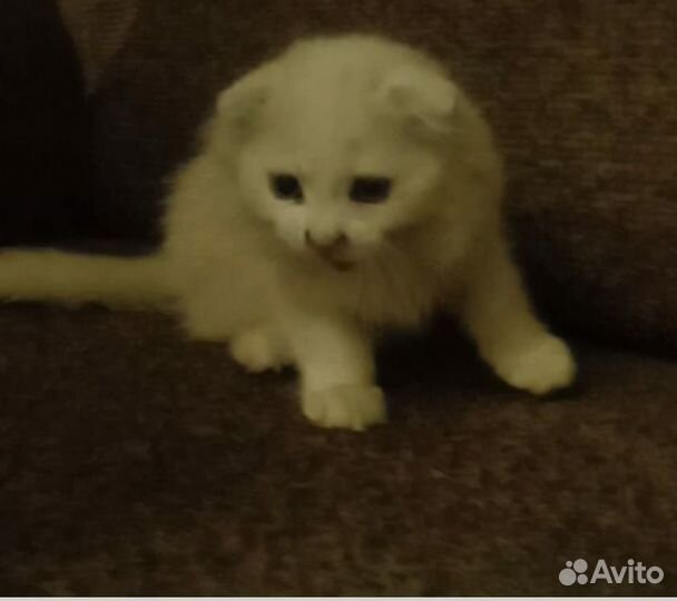 Котята турецкой ангоры