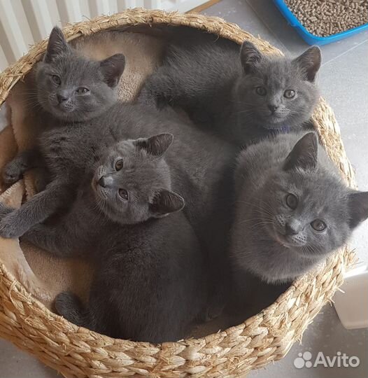 Отдам в добрые руки котенка