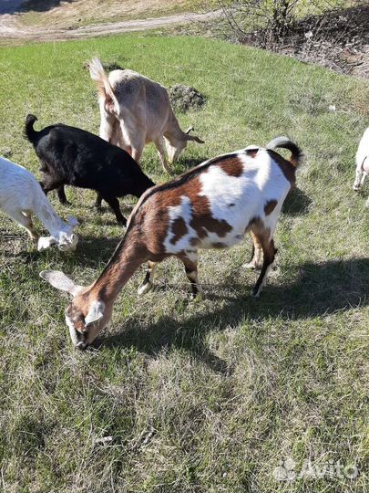 Коза дойная