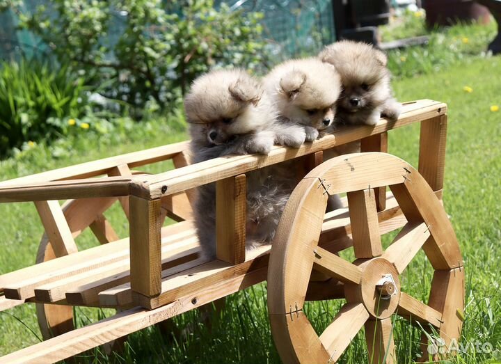 Щенки Миниатюрных Шпицев с доставкой 3 мес