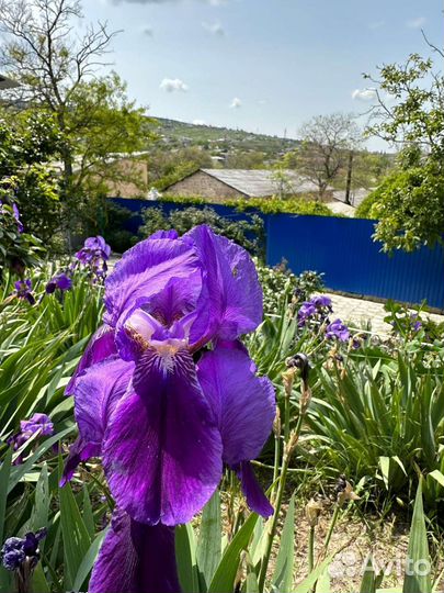 Ирис