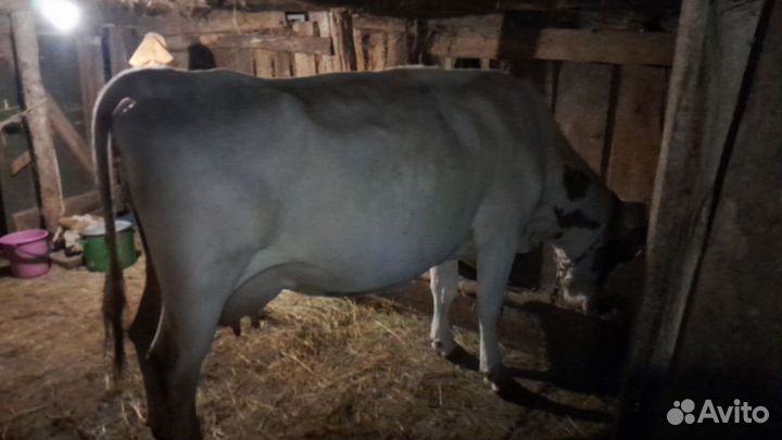 С/х животные коровы