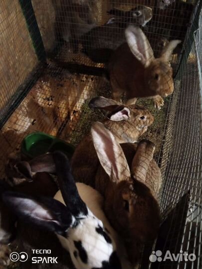 Кролики великаны