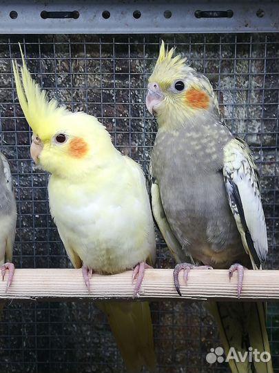 Попугай корелла птенцы и клетка