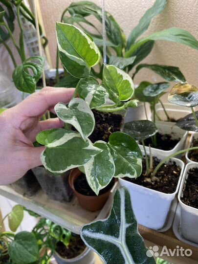 Эпипремнум (сциндапсус) в ассортименте