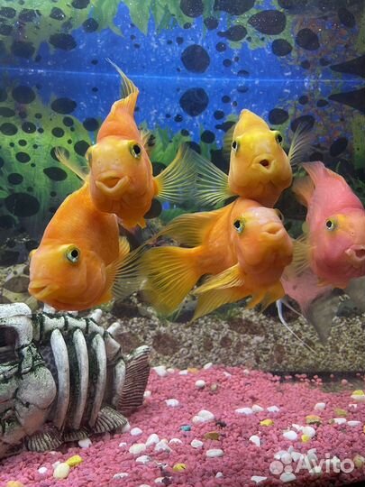 Рыба попугай цихлиды аквариум