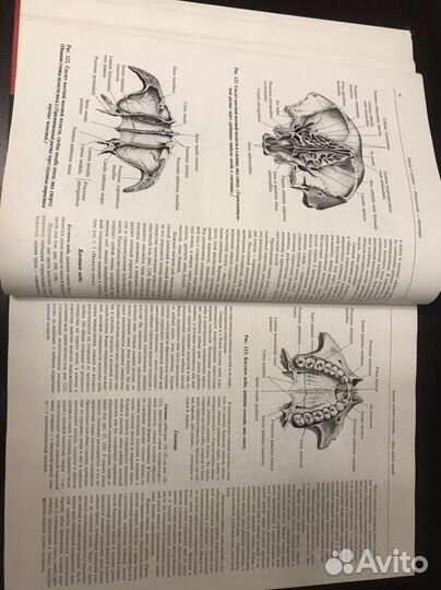 Атлас анатомии человека синельников