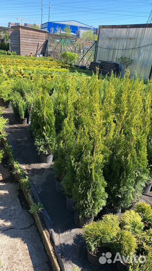 Туя смарагд c4 90-100См