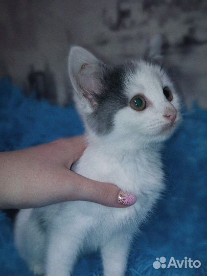 Кошка в дар бесплатно