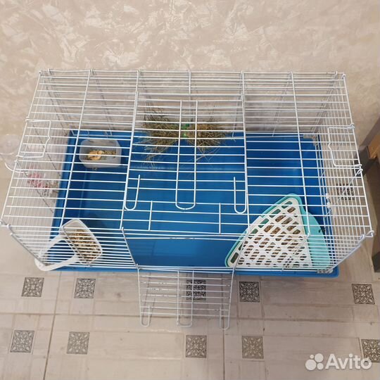 Декоративные кролики