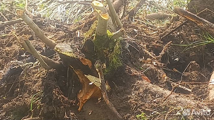 Выкарчовка и отчиска планировки участок