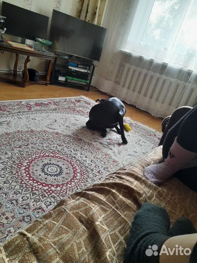 Отдам даром бесплатно в дар собаку