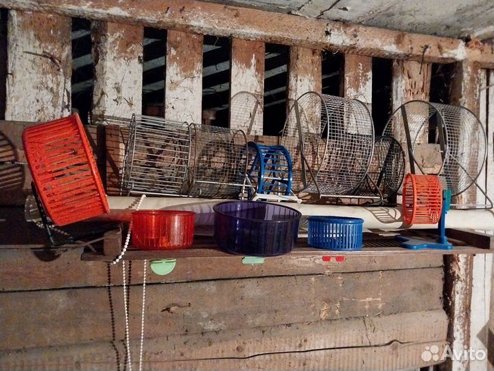 Все для грызунов