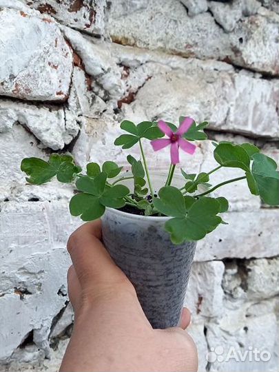 Оксалис кислица розовая