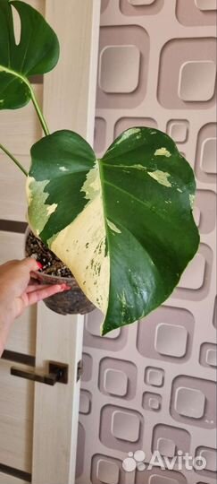 Монстера Минт