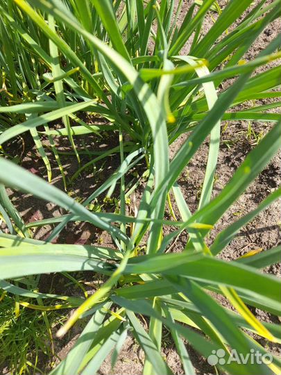 Семена чеснока Алтайского