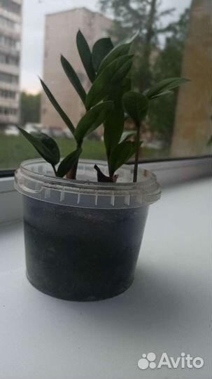 Замиокулькас