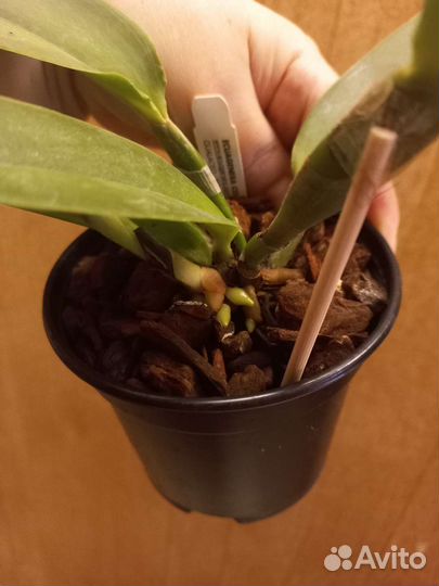 Орхидея Cattleya maxima Ecua 00139 x Ecua 00138