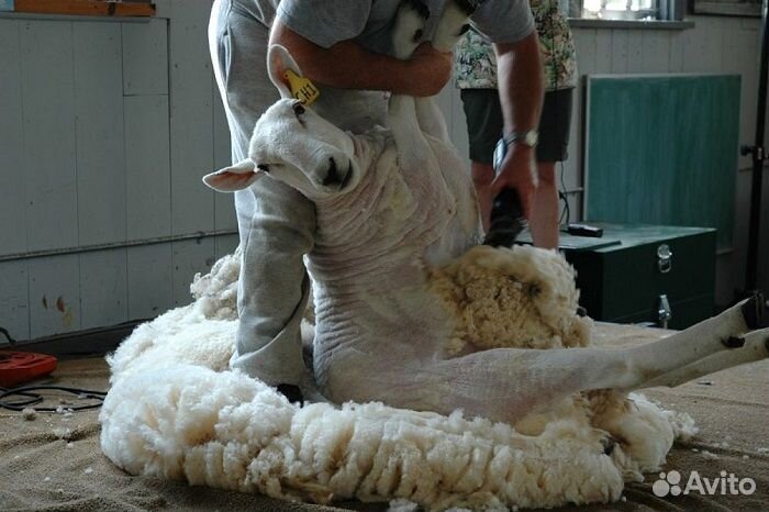 Стрижка овец