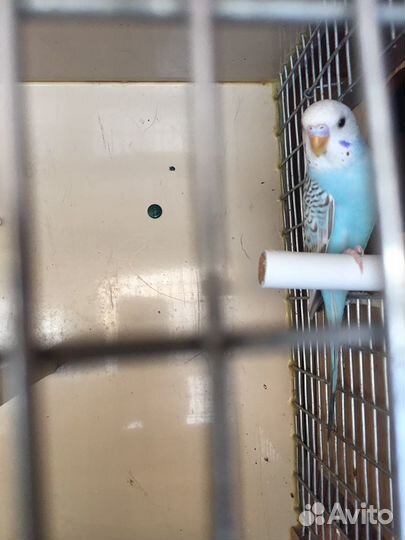 Волнистый попугай