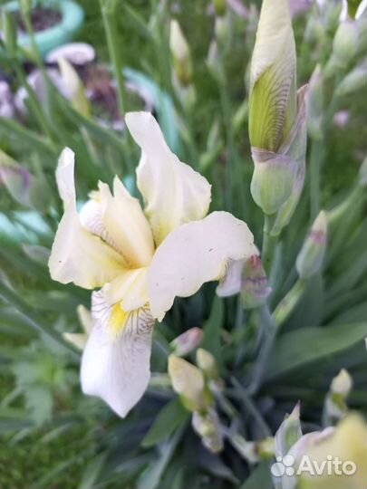 Ирис и другие цветы