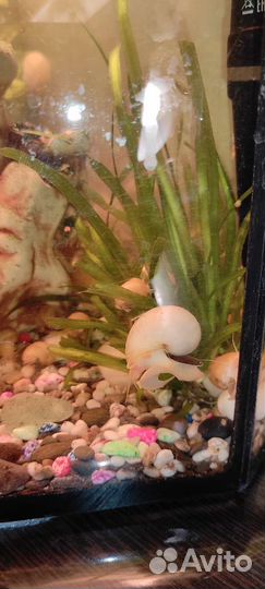 Ампулярии обмен на растения или по 10 р штука