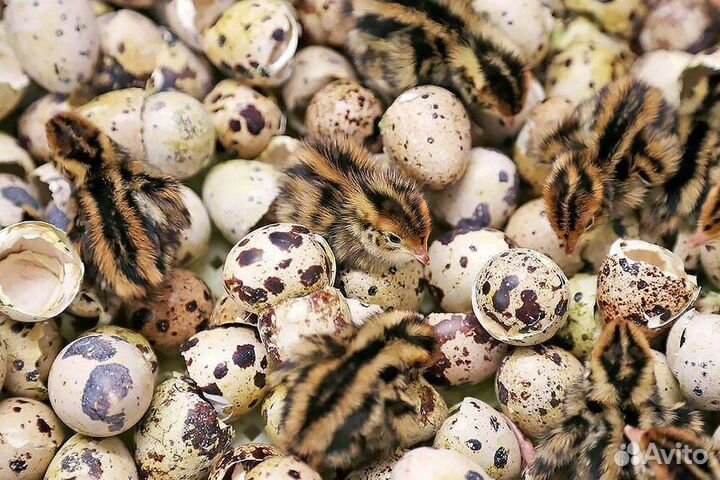 Перепелята любого возраста и породы