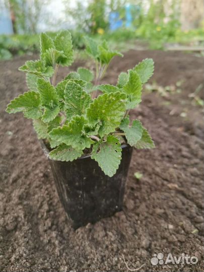 Мелисса трава